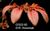 Bulbophyllum weberi  (02)